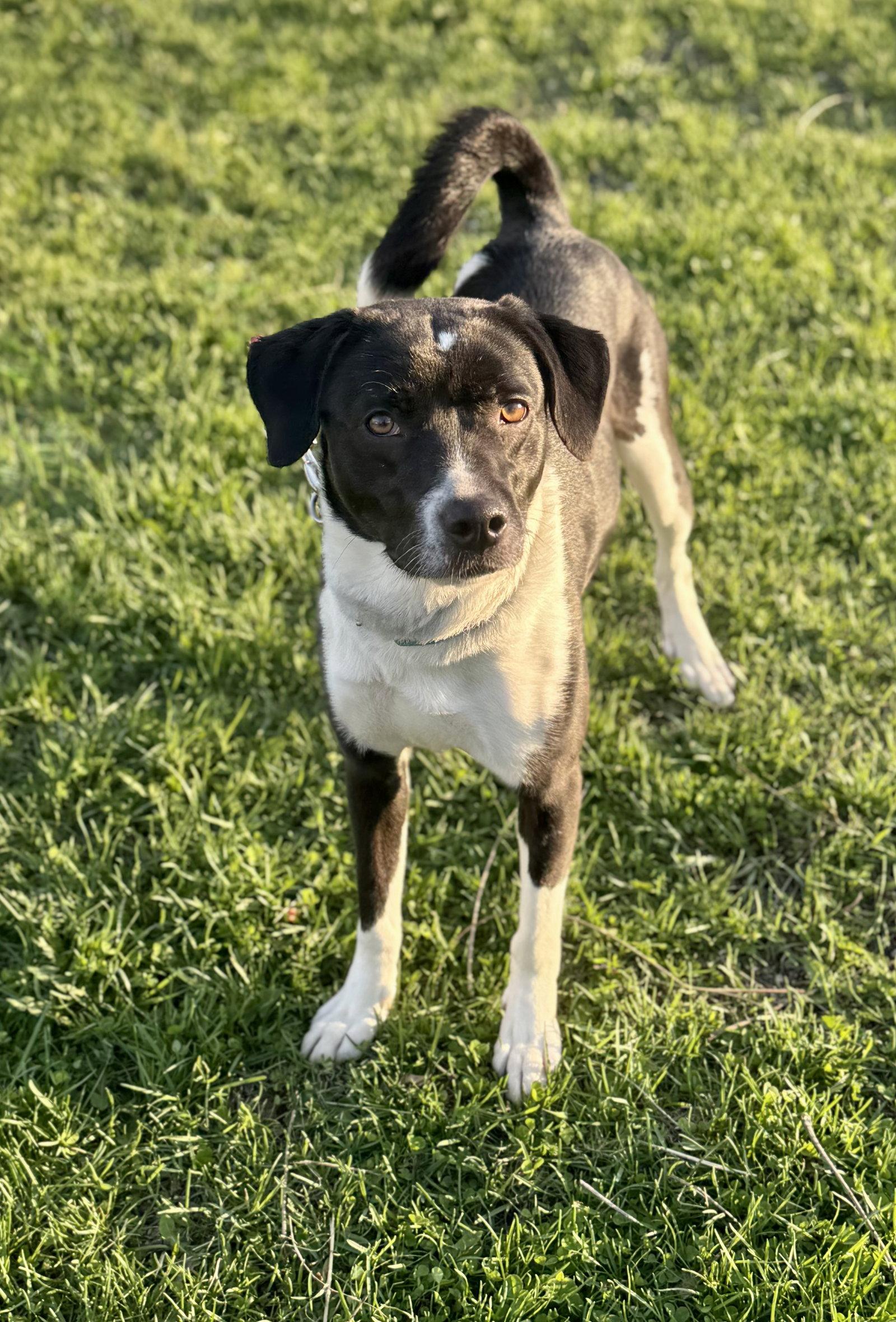 Lucy, Adoptable, Adult Female Eskimo Dog & Pit Bull Terrier.