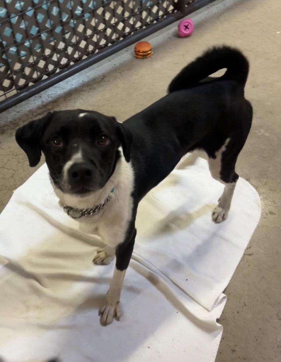 Enlarge Lucy, a Adoptable mixed breed in Williamsburg, IA image 1/1