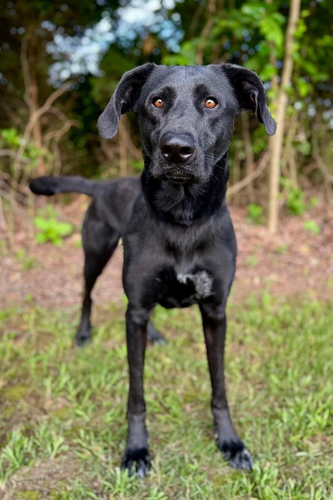 Rooster, Adoptable, Adult Male Labrador Retriever & Mixed Breed.