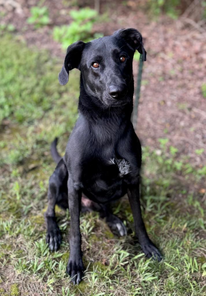 Rooster, Adoptable, Adult Male Labrador Retriever & Mixed Breed.