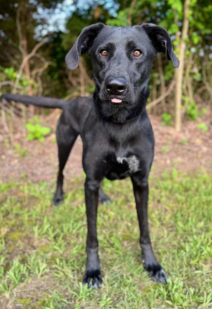 Enlarge Rooster, a Adoptable mixed breed in Carthage, MO image 3/3