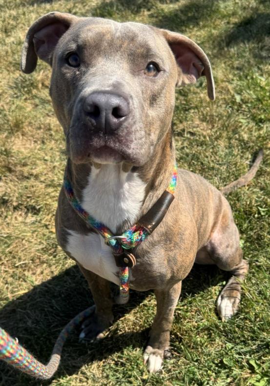 CHRIS, Adoptable, Young Male Pit Bull Terrier.