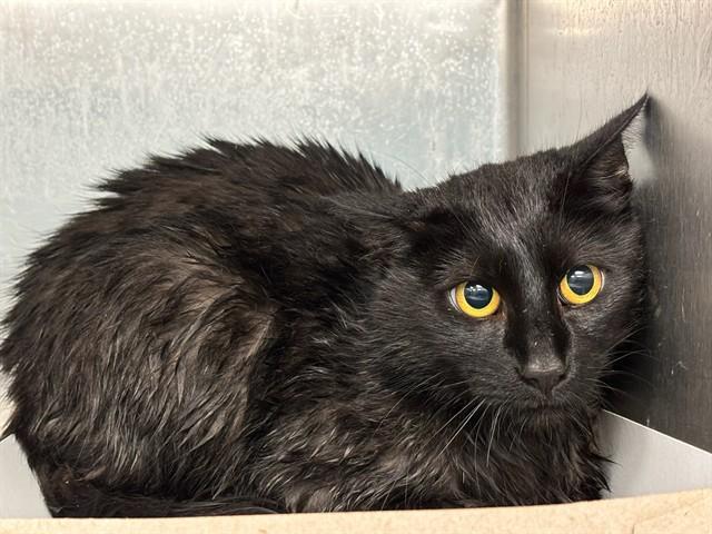 Enlarge KIWI, a Adoptable Domestic Short Hair in Baldwin Park, CA image 1/1