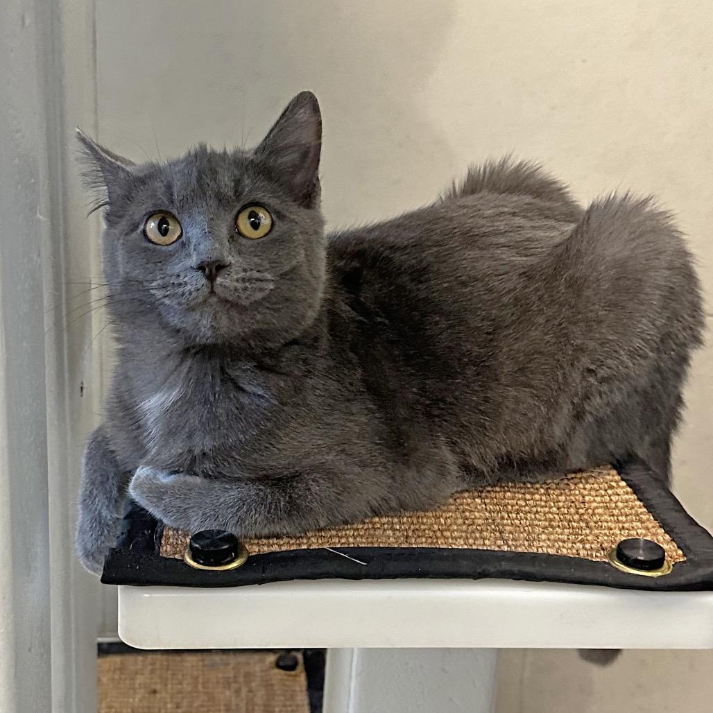 Goodall, Adoptable, Young Female Domestic Short Hair.