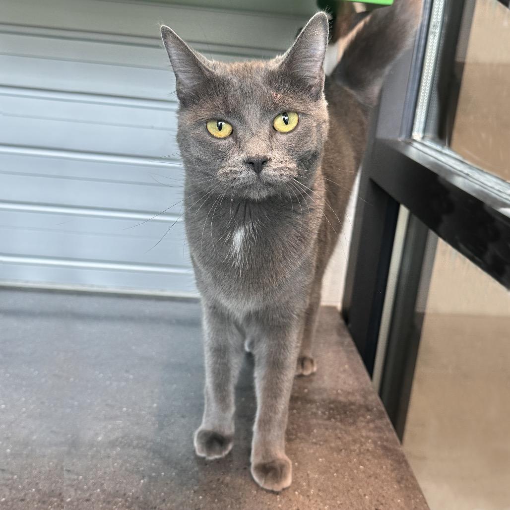 Enlarge Goodall, a Adoptable Domestic Short Hair in Hailey, ID image 1/4