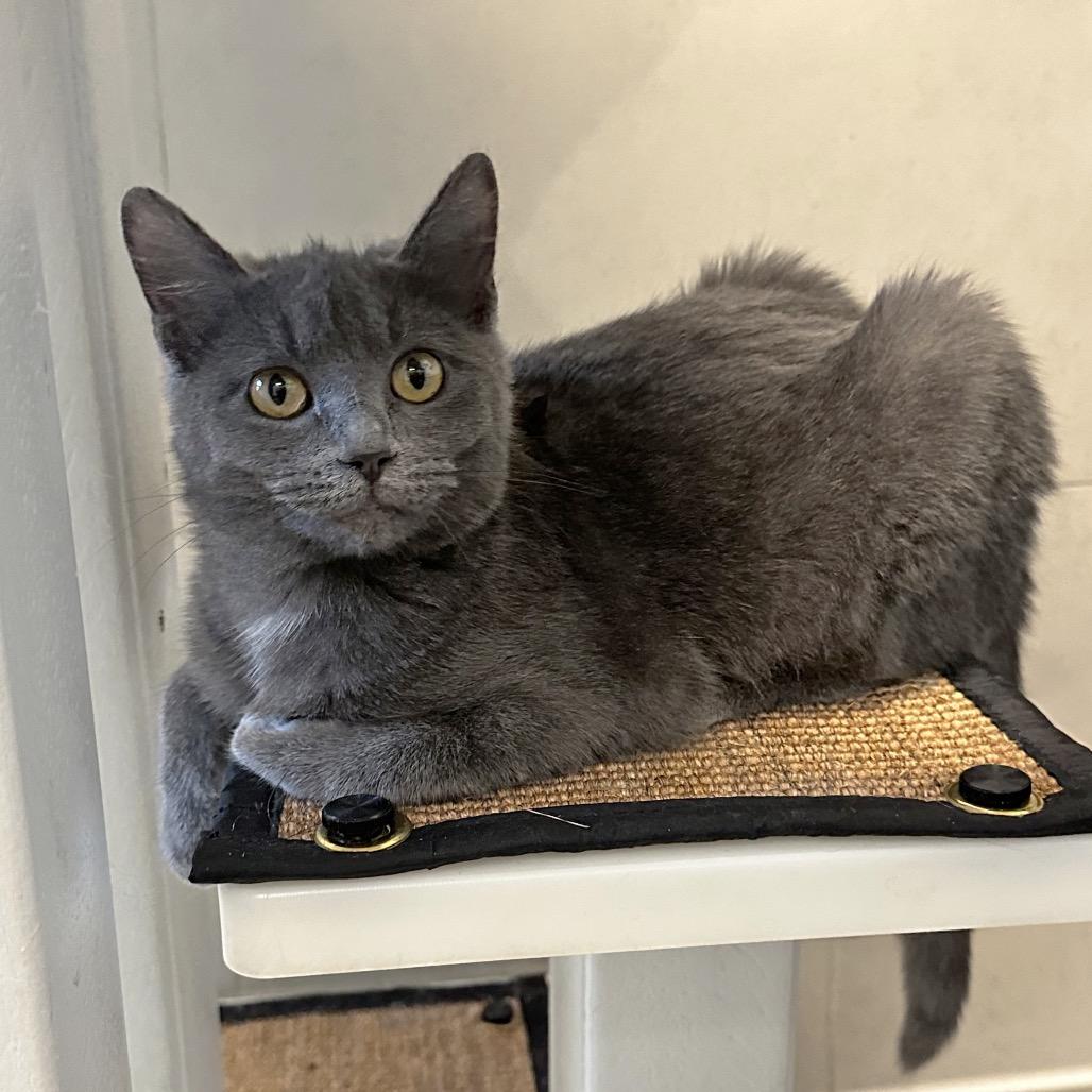 Enlarge Goodall, a Adoptable Domestic Short Hair in Hailey, ID image 2/4
