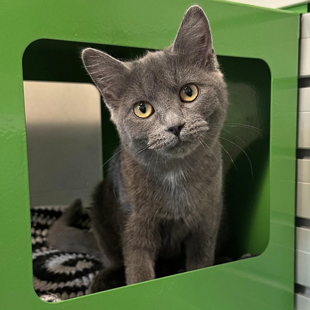 Enlarge Goodall, a Adoptable Domestic Short Hair in Hailey, ID image 3/4