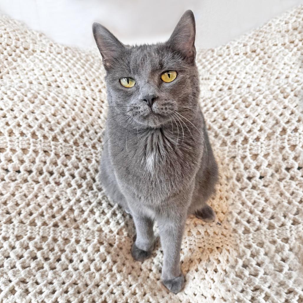 Enlarge Goodall, a Adoptable Domestic Short Hair in Hailey, ID image 3/4