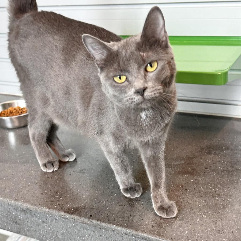 Enlarge Goodall, a Adoptable Domestic Short Hair in Hailey, ID image 4/4