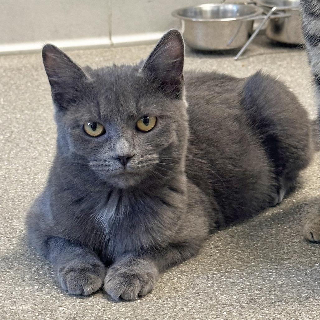 Enlarge Goodall, a Adoptable Domestic Short Hair in Hailey, ID image 4/4