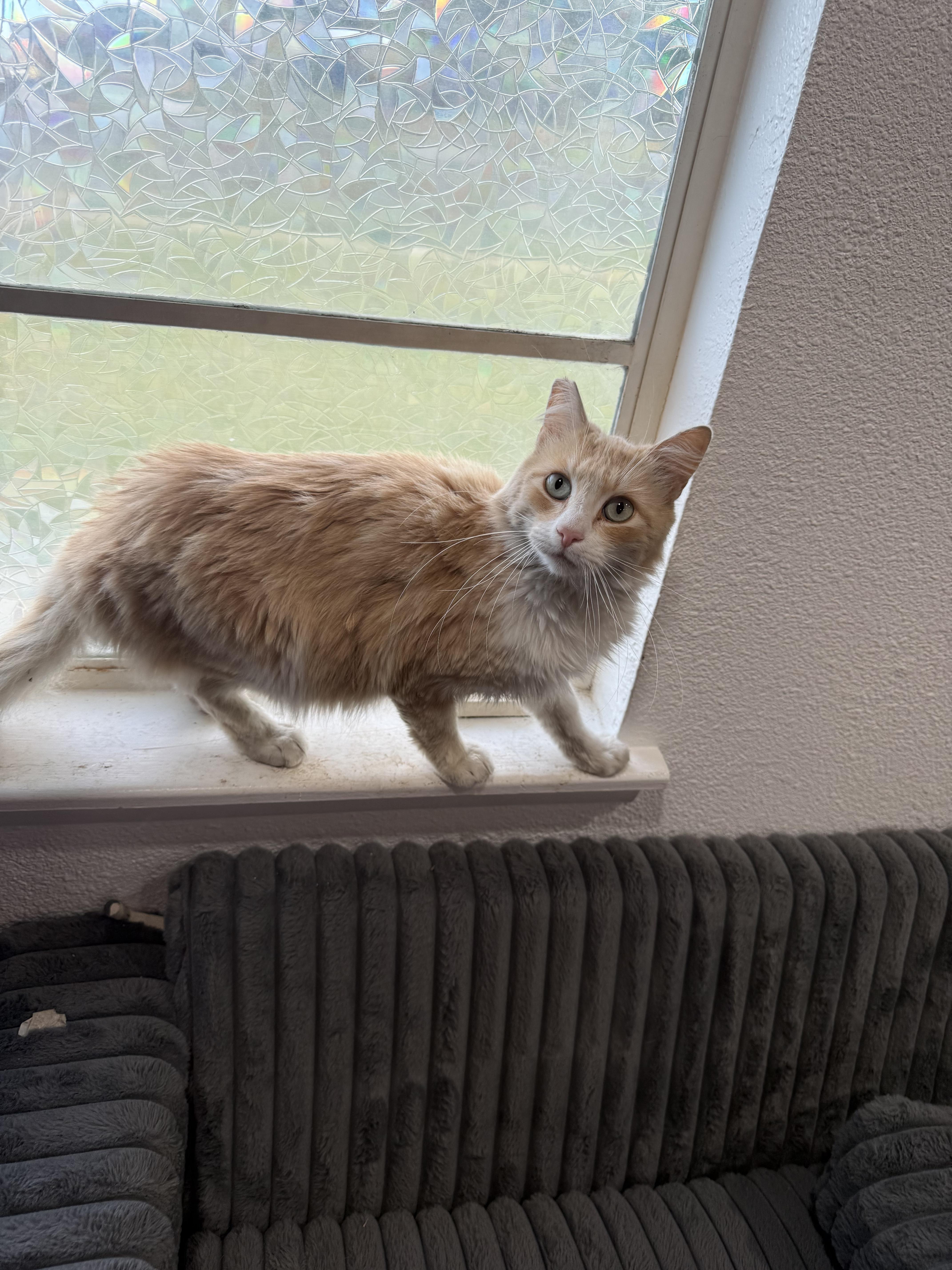 Enlarge Buddy L, an adopted mixed breed in Fresno, CA image 4/4