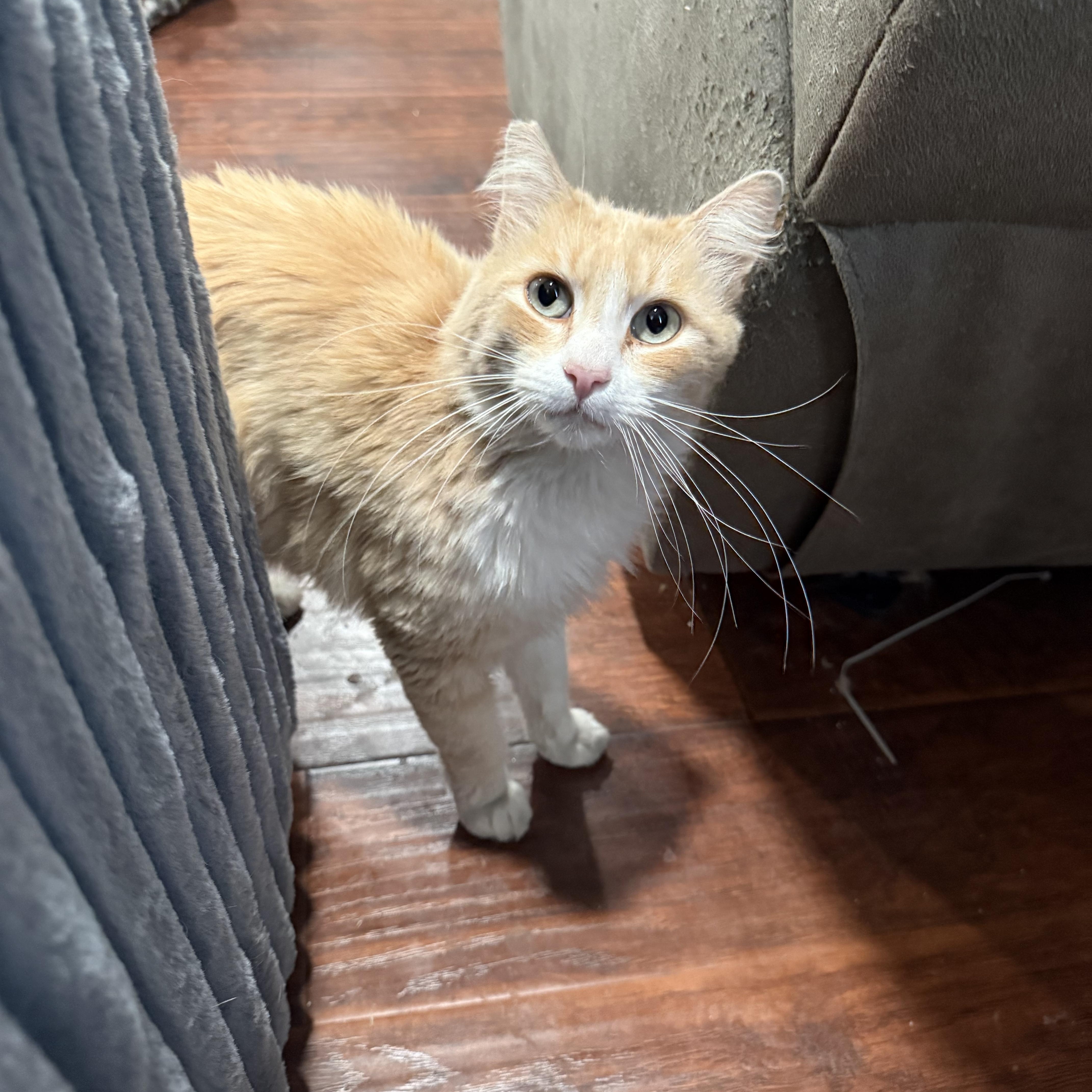 Enlarge Buddy L, an adopted mixed breed in Fresno, CA image 1/4