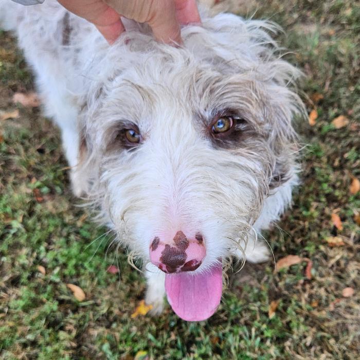 Koda, Adoptable, Puppy Male Border Collie & Aussiedoodle.