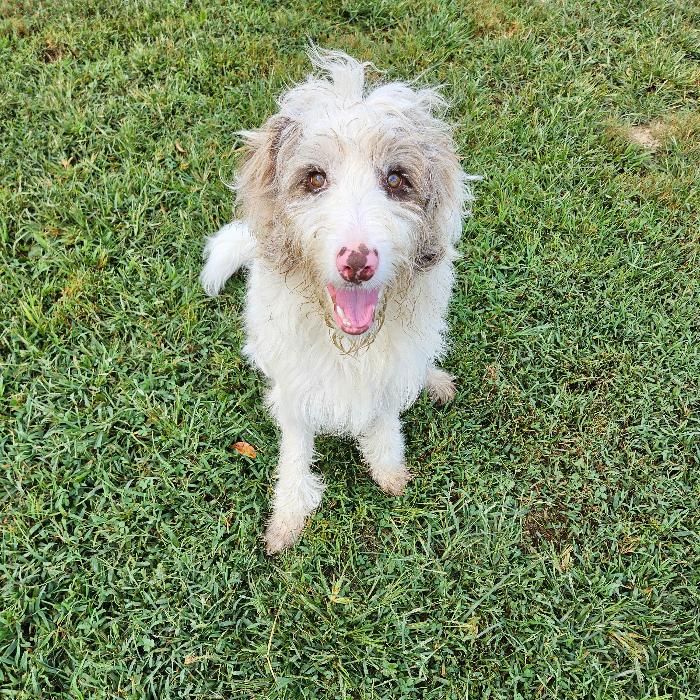Enlarge Koda, a Adoptable mixed breed in Louisville, KY image 2/6