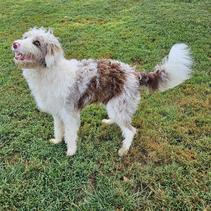 Enlarge Koda, a Adoptable mixed breed in Louisville, KY image 3/6