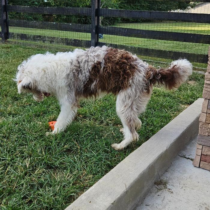 Enlarge Koda, a Adoptable mixed breed in Louisville, KY image 4/6