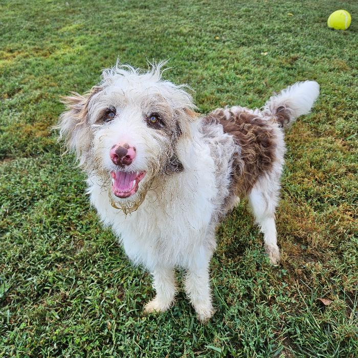 Enlarge Koda, a Adoptable mixed breed in Louisville, KY image 5/6