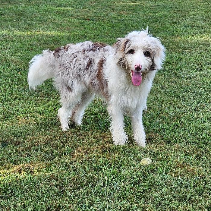 Enlarge Koda, a Adoptable mixed breed in Louisville, KY image 6/6