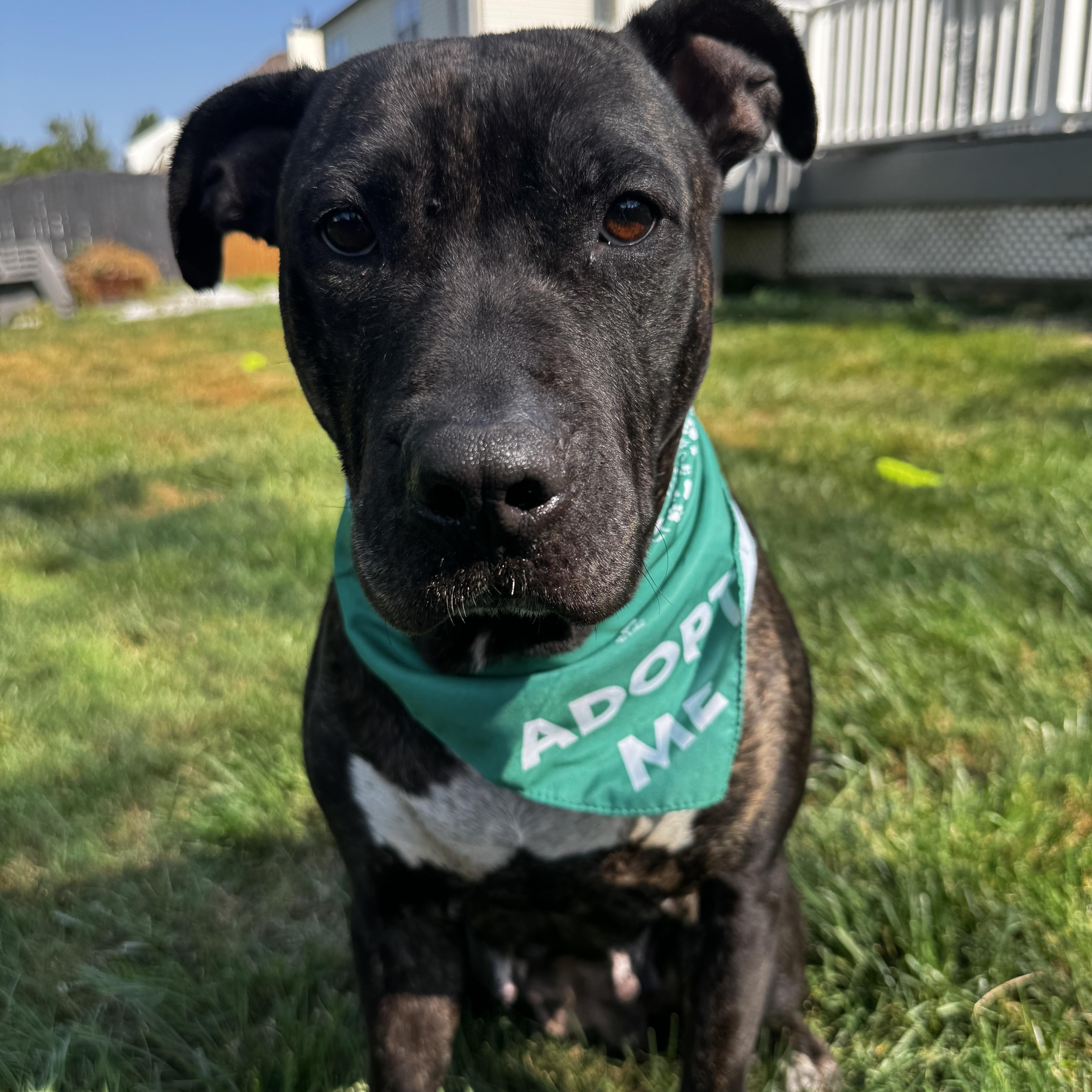 Bethy, Adoptable, Adult Female Pit Bull Terrier & American Staffordshire Terrier.