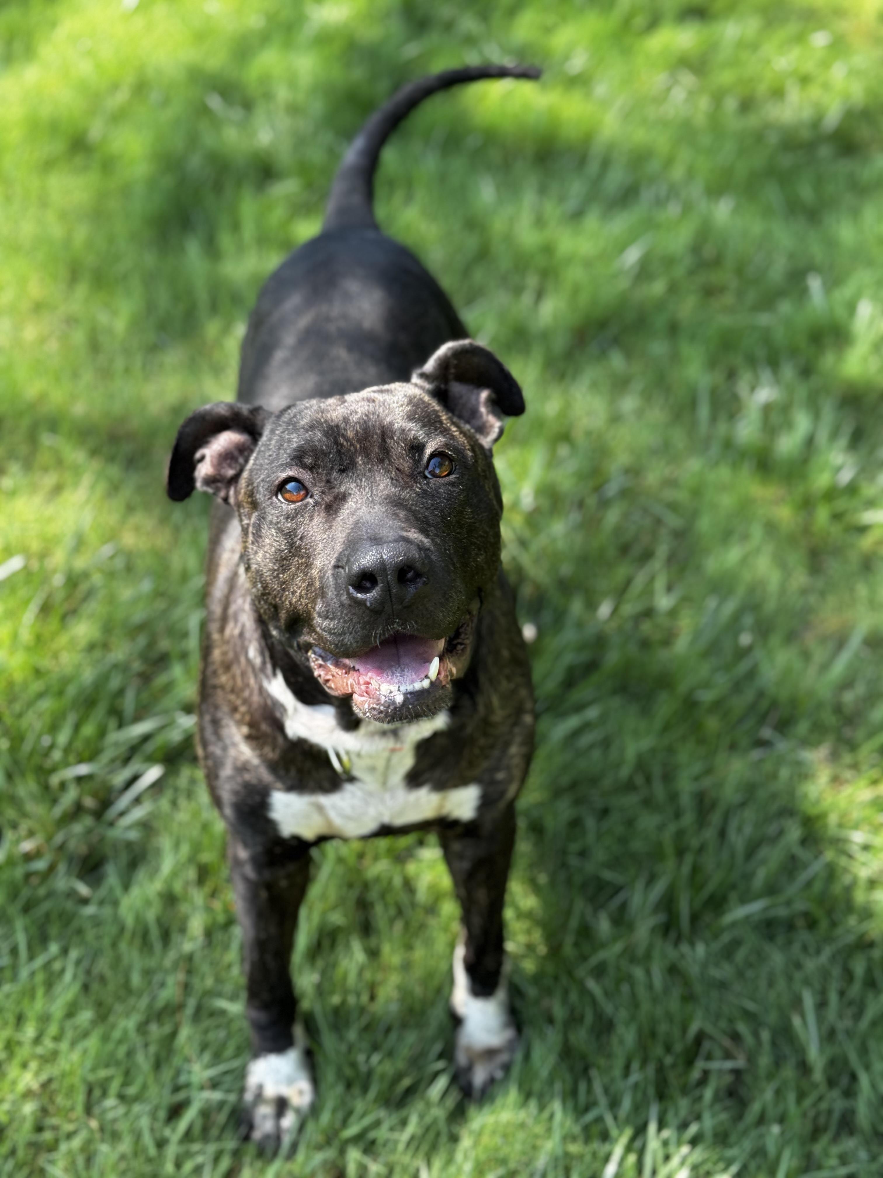 Bethy, a Adoptable mixed breed in Matawan, NJ image 3/5