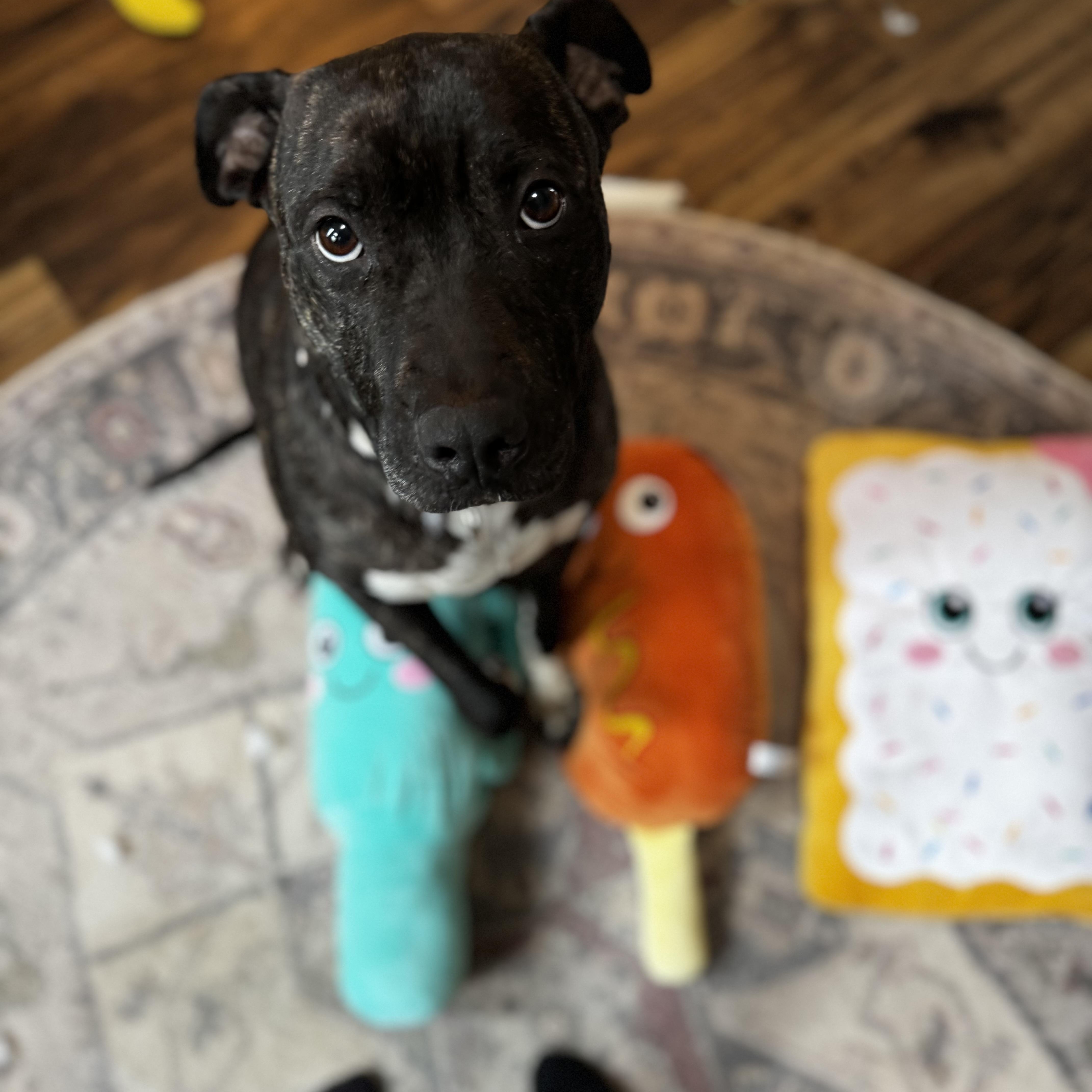 Bethy, a Adoptable mixed breed in Matawan, NJ image 4/5