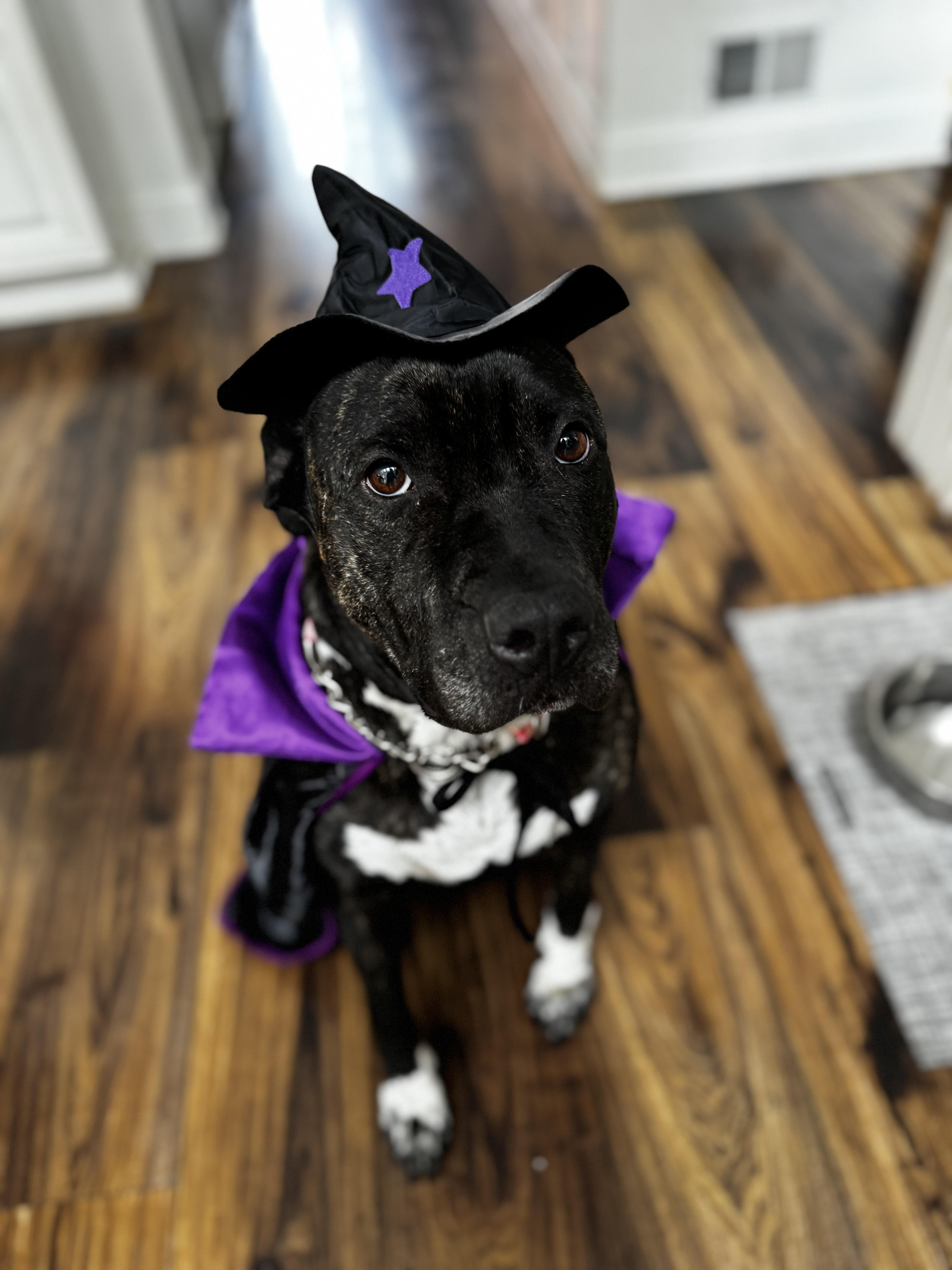 Bethy, Adoptable, Adult Female Pit Bull Terrier & American Staffordshire Terrier.