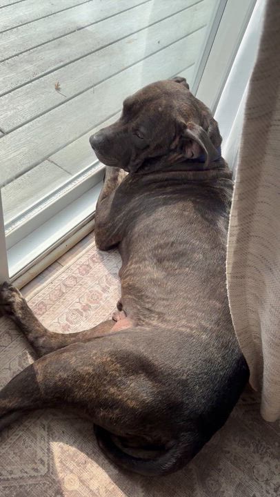 Enlarge Bethy, a Adoptable mixed breed in Matawan, NJ video 5/5