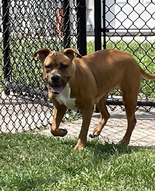 Enlarge JOLENE, a Adoptable mixed breed in Lynn Haven, FL image 5/5