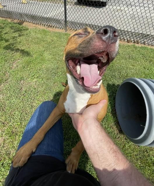 JOLENE, Adoptable, Adult Female Boxer.