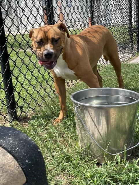 Enlarge JOLENE, a Adoptable mixed breed in Lynn Haven, FL image 2/5