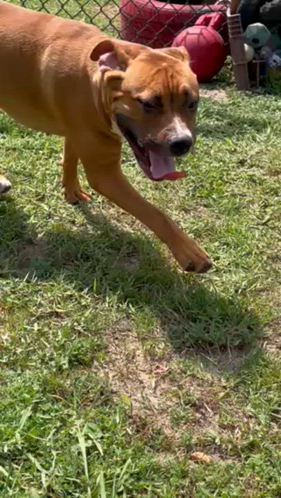 Enlarge JOLENE, a Adoptable mixed breed in Lynn Haven, FL video 3/5
