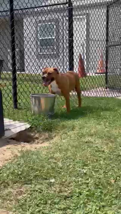 Enlarge JOLENE, a Adoptable mixed breed in Lynn Haven, FL video 4/5