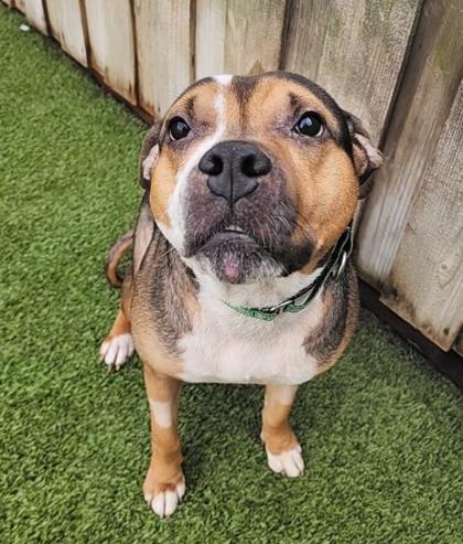 Splinter, Adoptable, Adult Male Pit Bull Terrier & Mixed Breed.