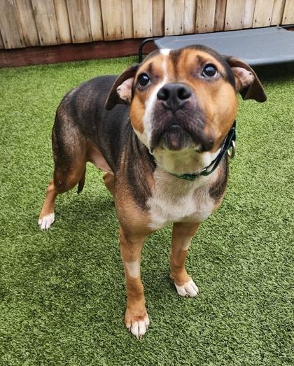 Splinter, a Adoptable mixed breed in Eugene, OR image 2/2