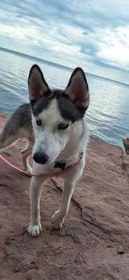 HOUDINI, an adoptable Husky in Ironwood, MI, 49938 | Photo Image 2