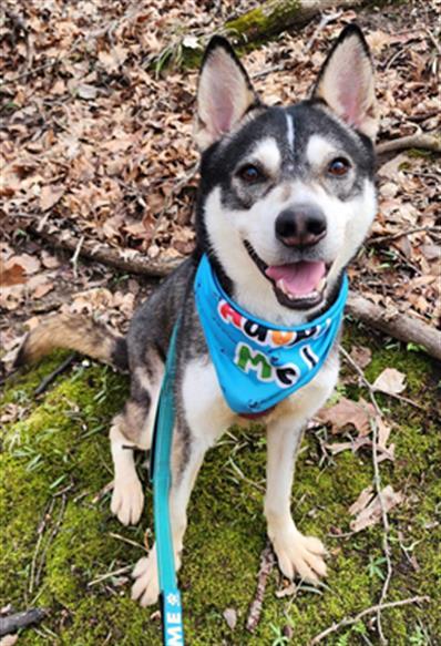 MERLIN, Adoptable, Young Male Siberian Husky.