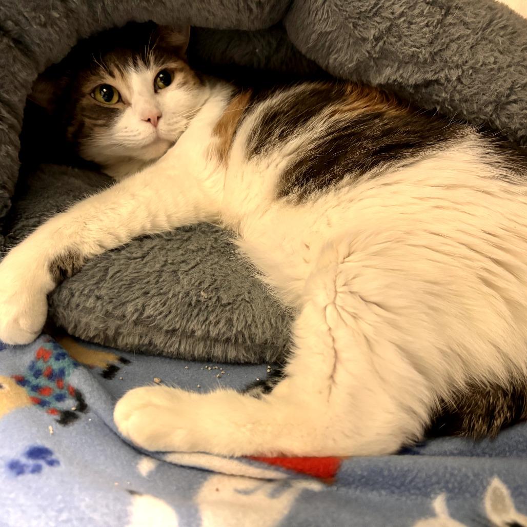 Enlarge CHER, an adopted Domestic Short Hair in Joshua Tree, CA image 1/1