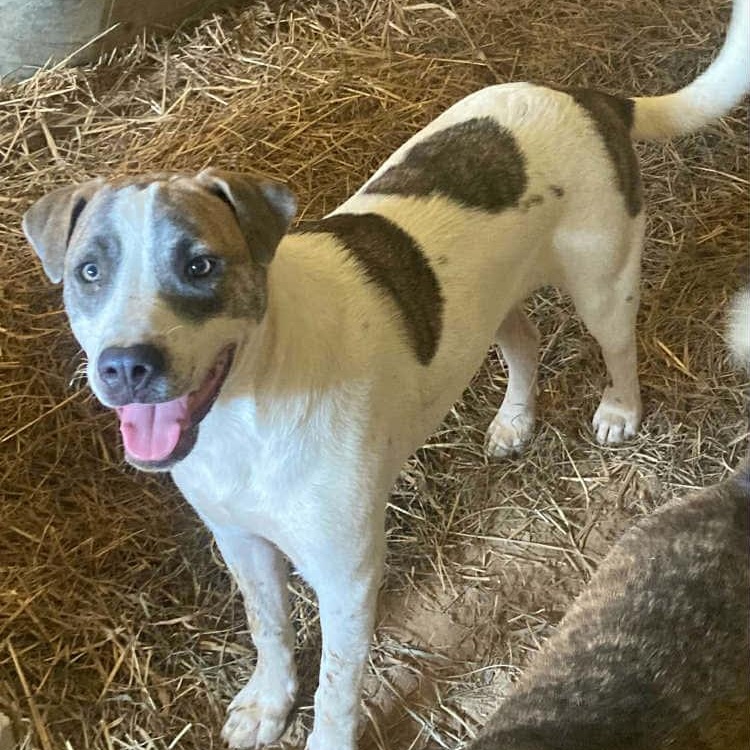 Buster — thumbnail 2