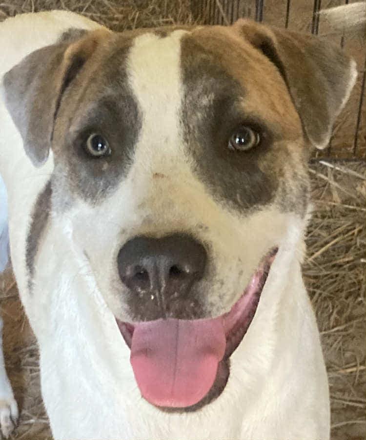 Buster — thumbnail 4