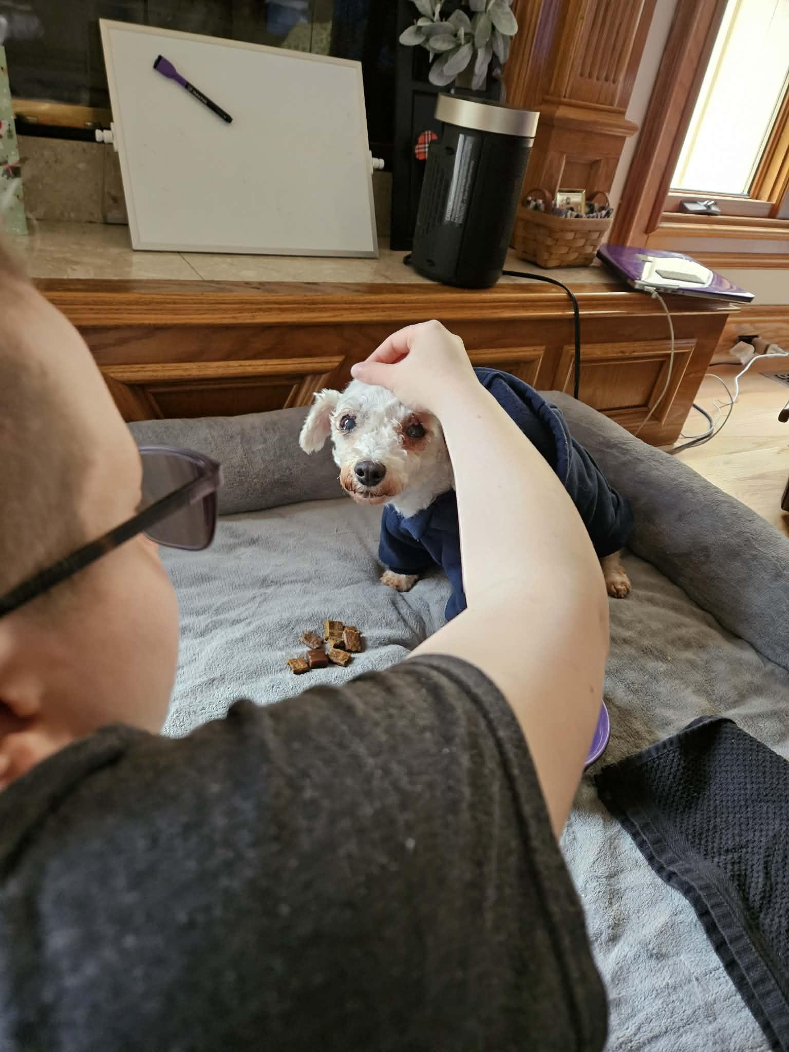 Callie, an adopted Bichon Frise in Kansas City, MO image 3/6