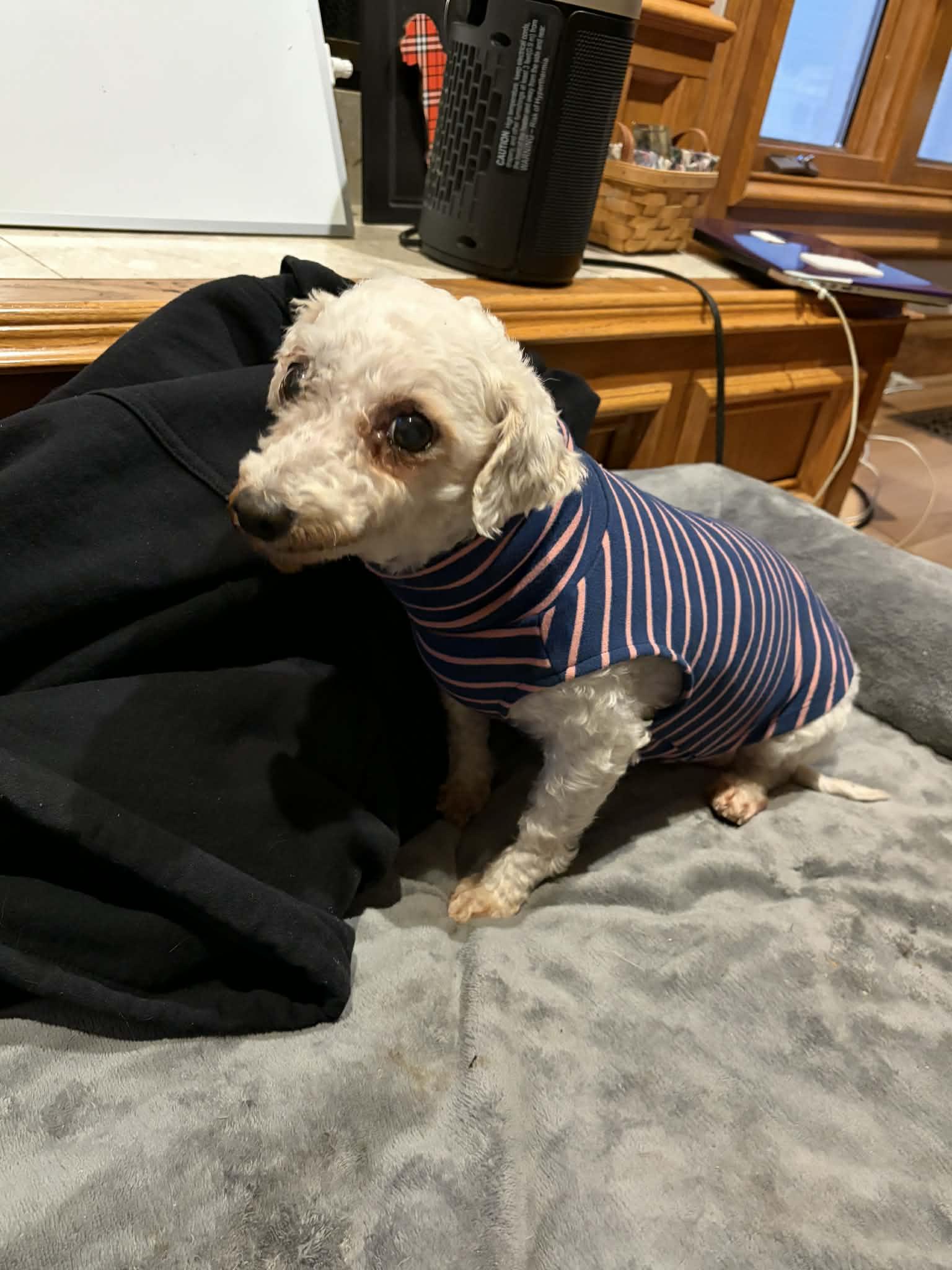 Callie, an adopted Bichon Frise in Kansas City, MO image 2/6