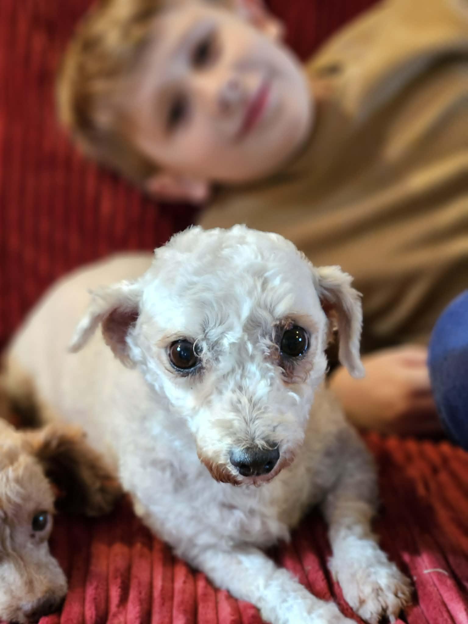 Callie, an adopted Bichon Frise in Kansas City, MO image 1/6