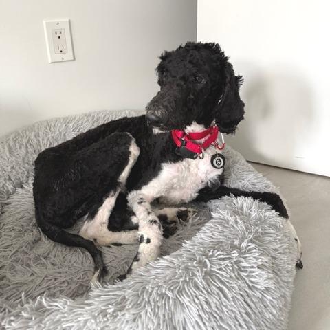 Willow, a Adoptable Poodle in Brooklyn, NY image 1/6