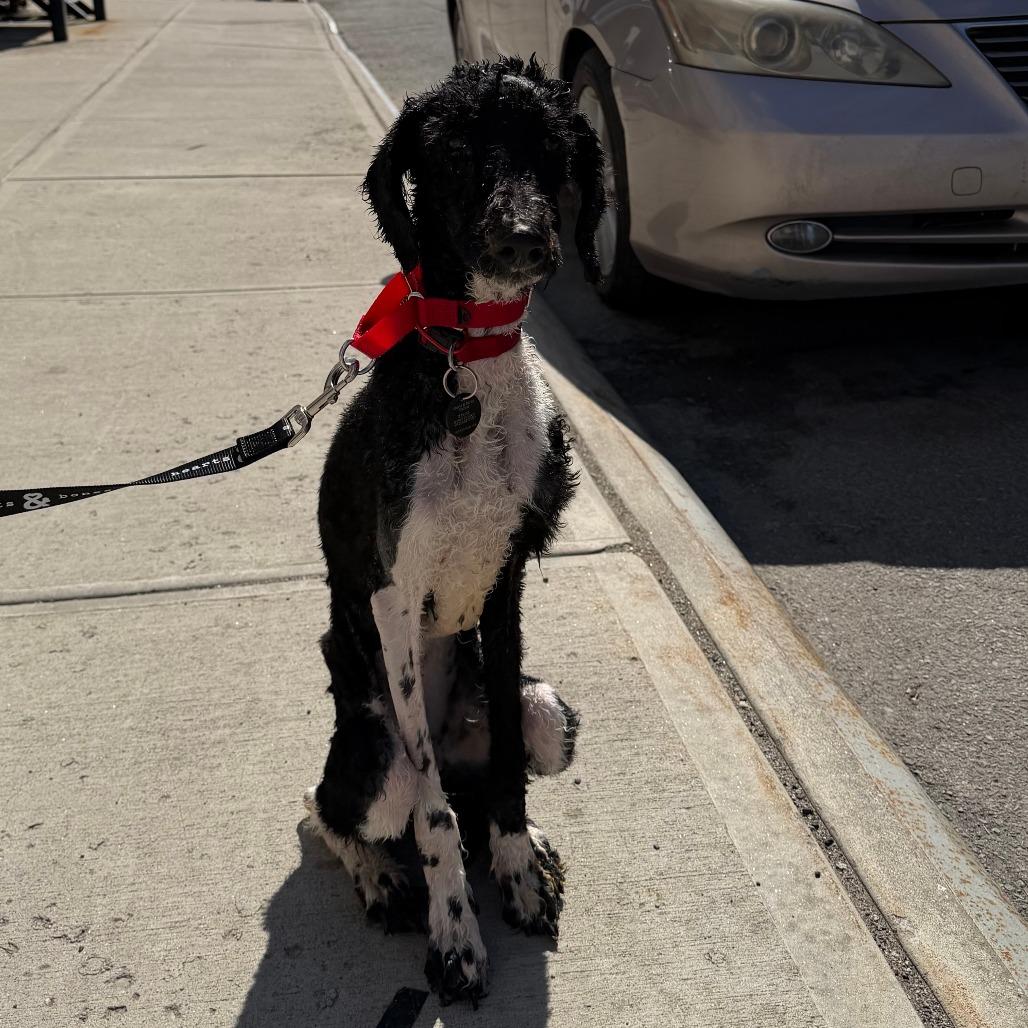 Willow, a Adoptable Poodle in Brooklyn, NY image 2/6