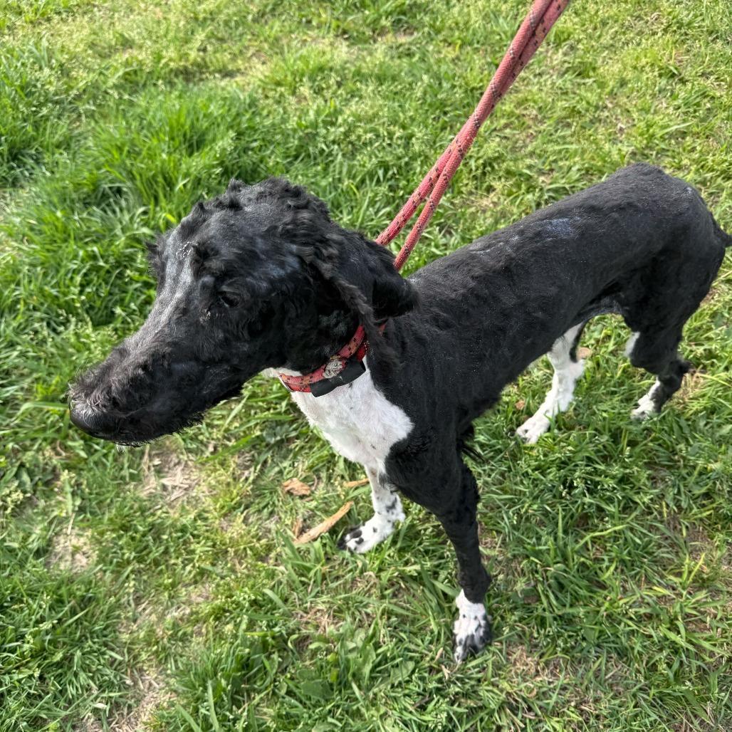 Willow, a Adoptable Poodle in Brooklyn, NY image 3/6