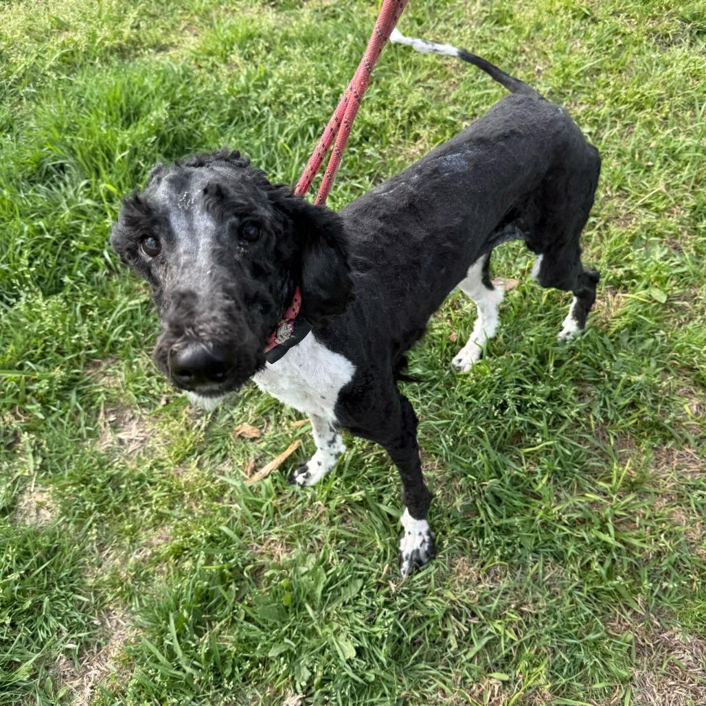 Willow, a Adoptable Poodle in Brooklyn, NY image 4/6