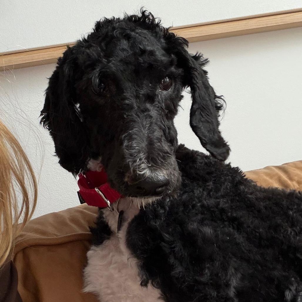 Willow, a Adoptable Poodle in Brooklyn, NY image 5/6