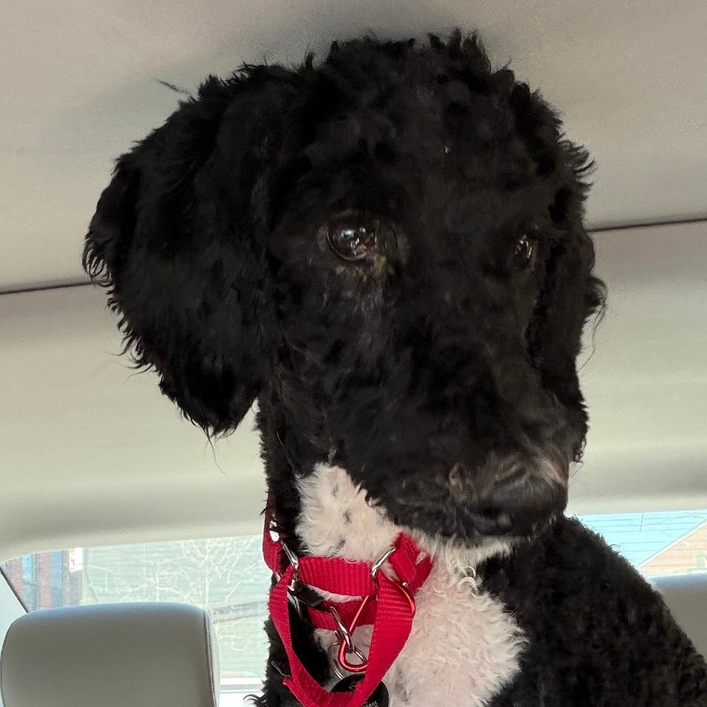 Willow, a Adoptable Poodle in Brooklyn, NY image 6/6