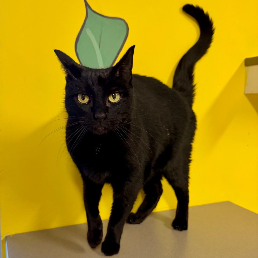 Rosanna, Adoptable, Adult Female Domestic Short Hair.
