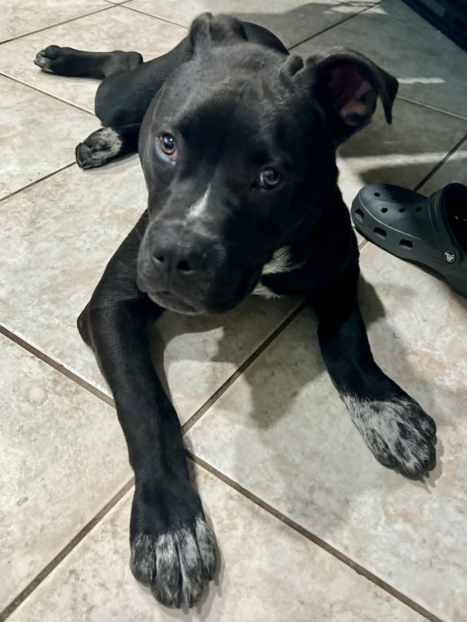 Milo, a ADOPTABLE mixed breed in New Smyrna Beach, FL image 2/2